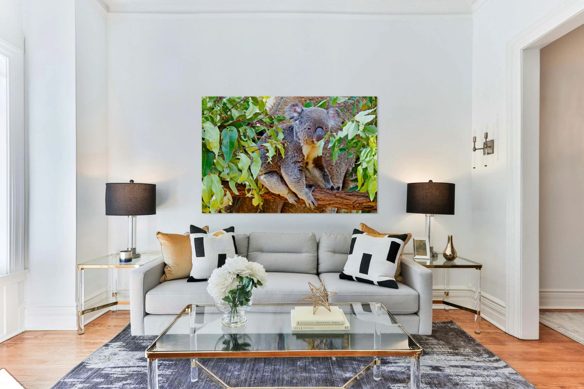 Koala sits on a branch surrounded by eucalyptus leaves.