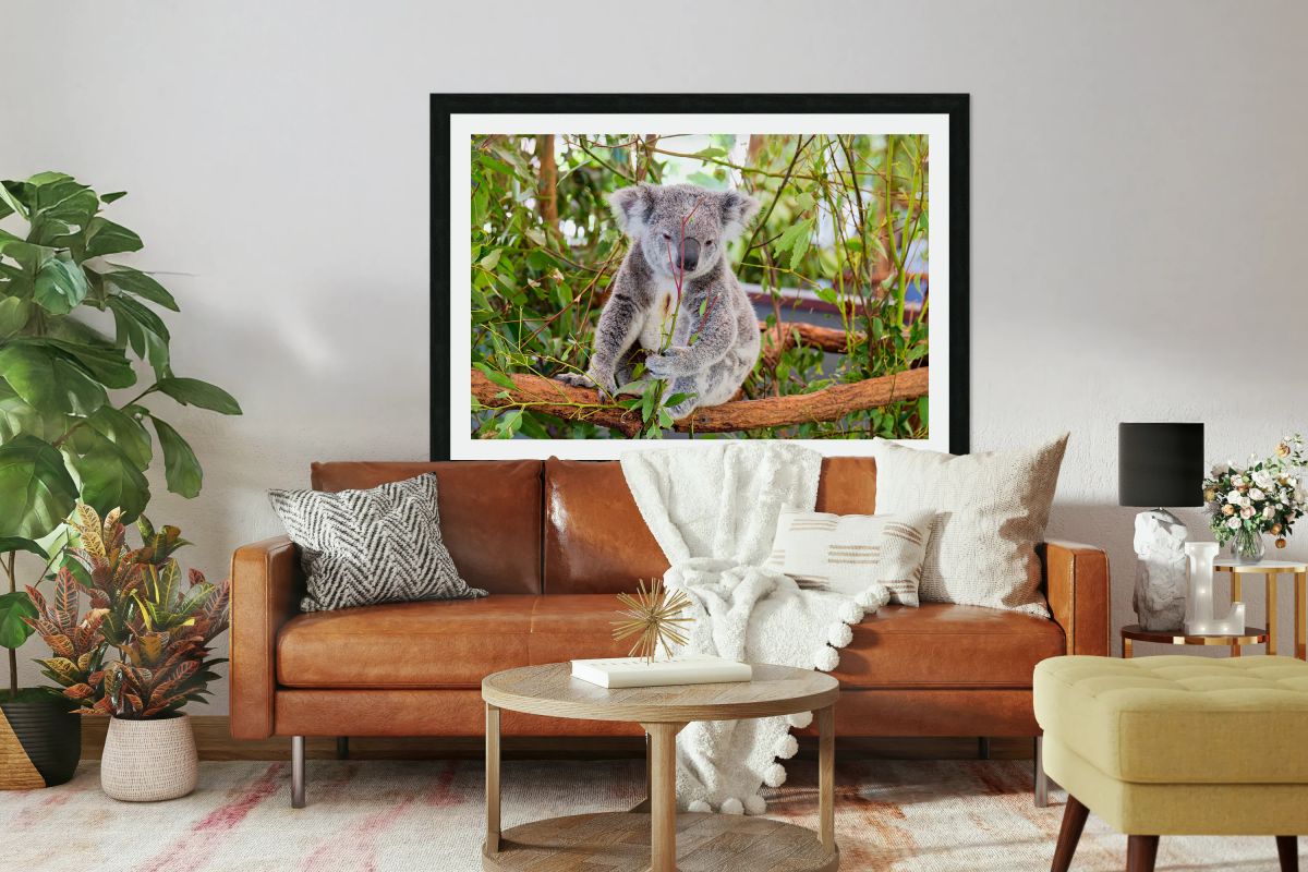 Koala eating eucalyptus leaves in a tree.