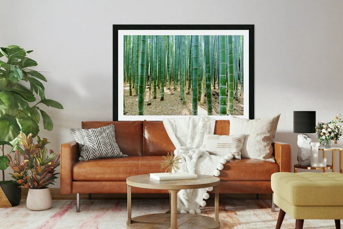 Explore the beauty of Arashiyama Bamboo Grove in Kyoto Japan