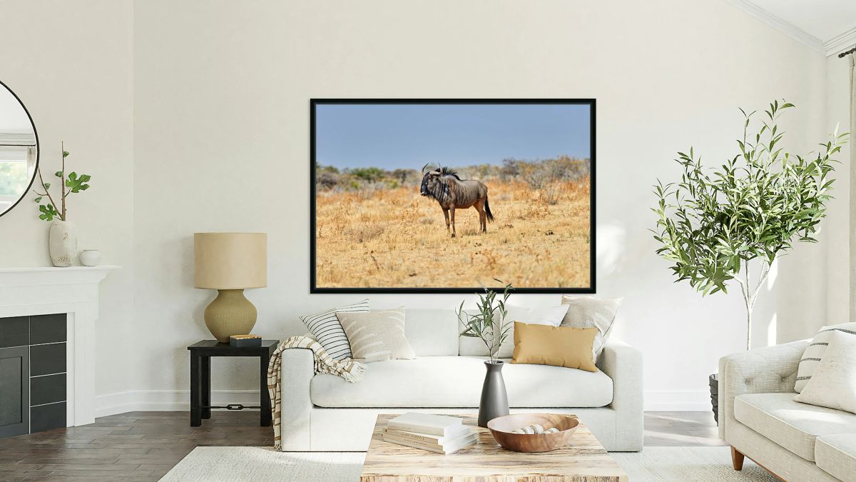 Wildebeest gnu standing in Etosha National Park in Namibia