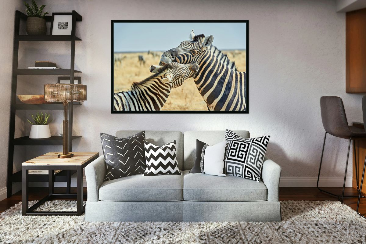 Zebras cuddle together in the wild at Etosha National Park in Na