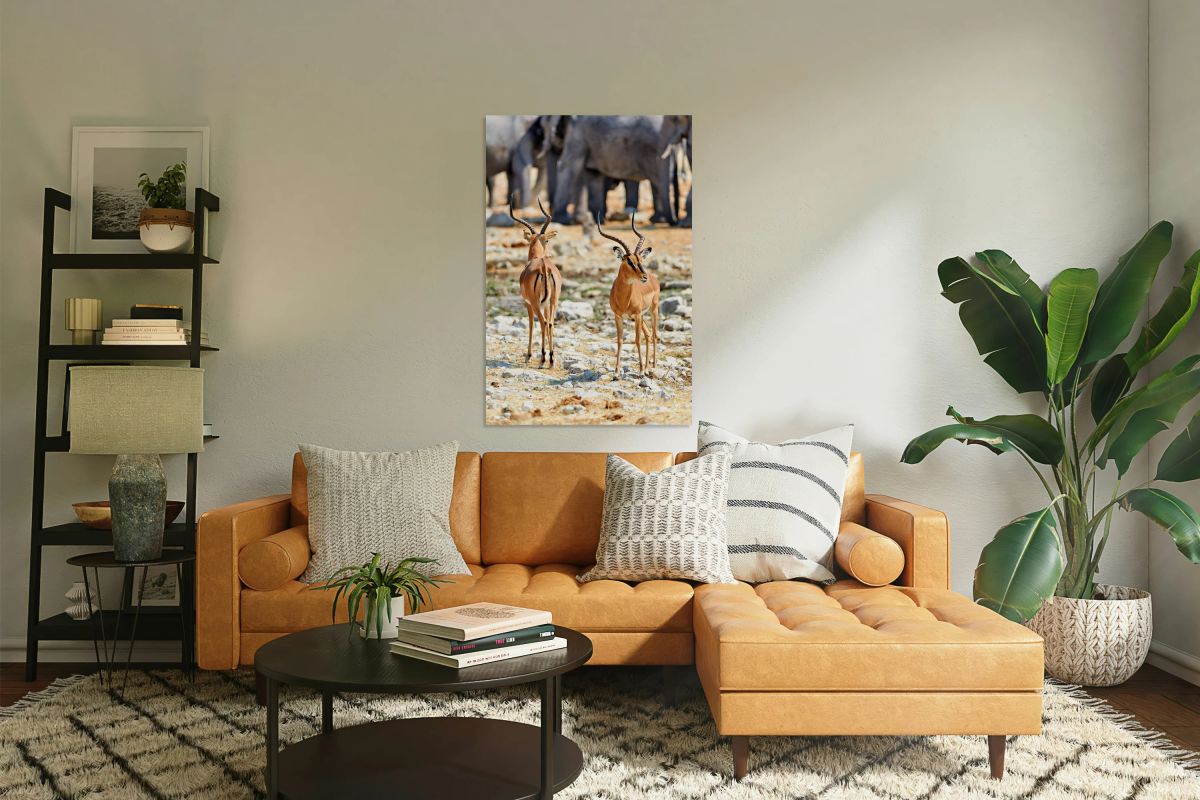 Black faced impala standing in Etosha National Park Namibia