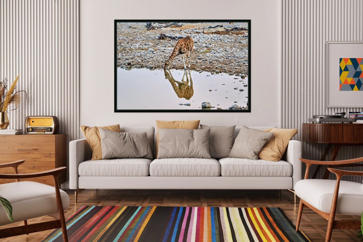 Giraffe drinks water at a waterhole in Etosha National Park Nam