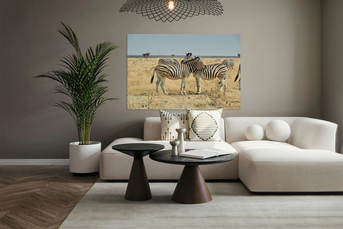 Zebras cuddling together in Etosha National Park Namibia