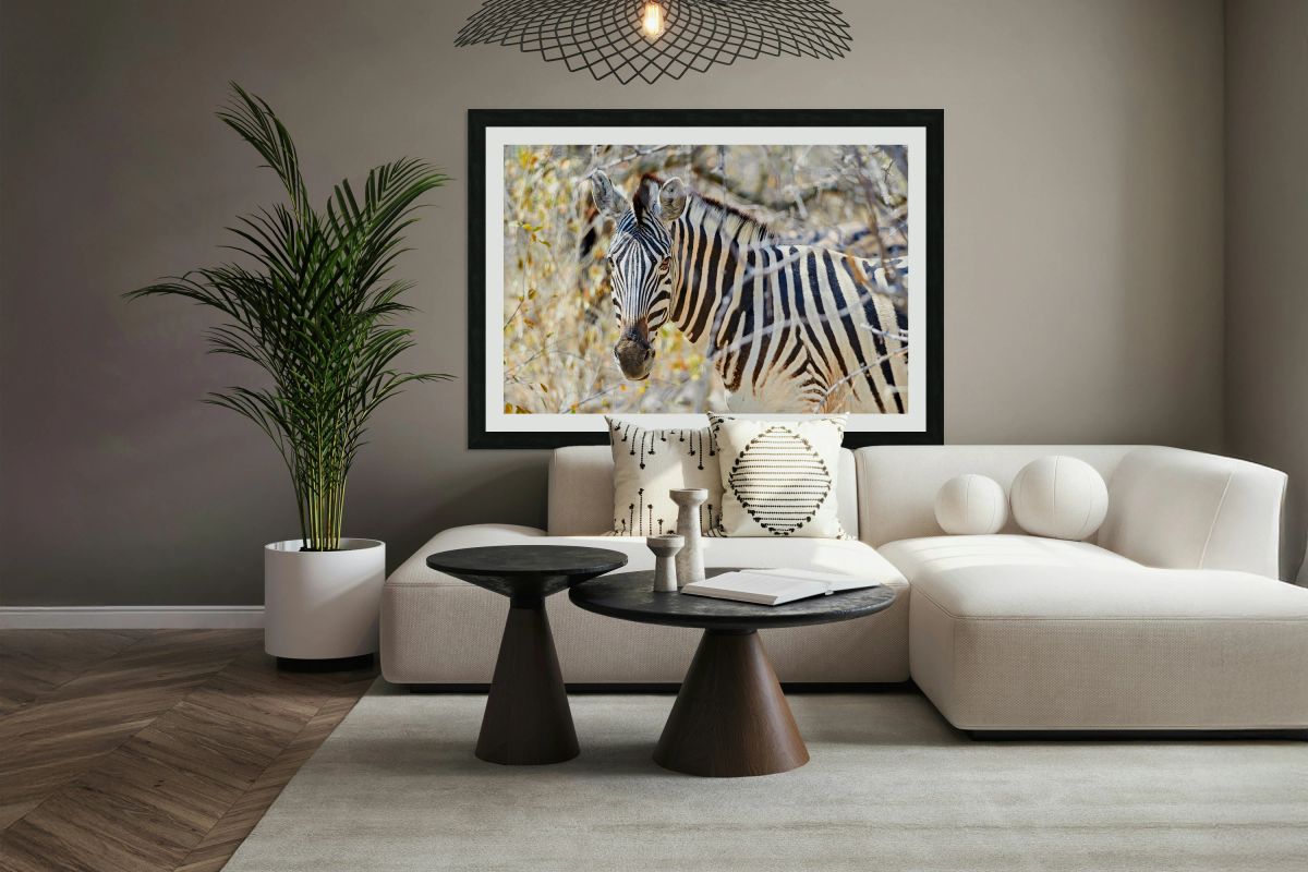 Zebra stands among dry bushes in Etosha National Park Namibia