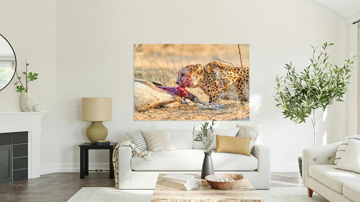 Cheetah feeding on prey in Okonjima Reserve Namibia