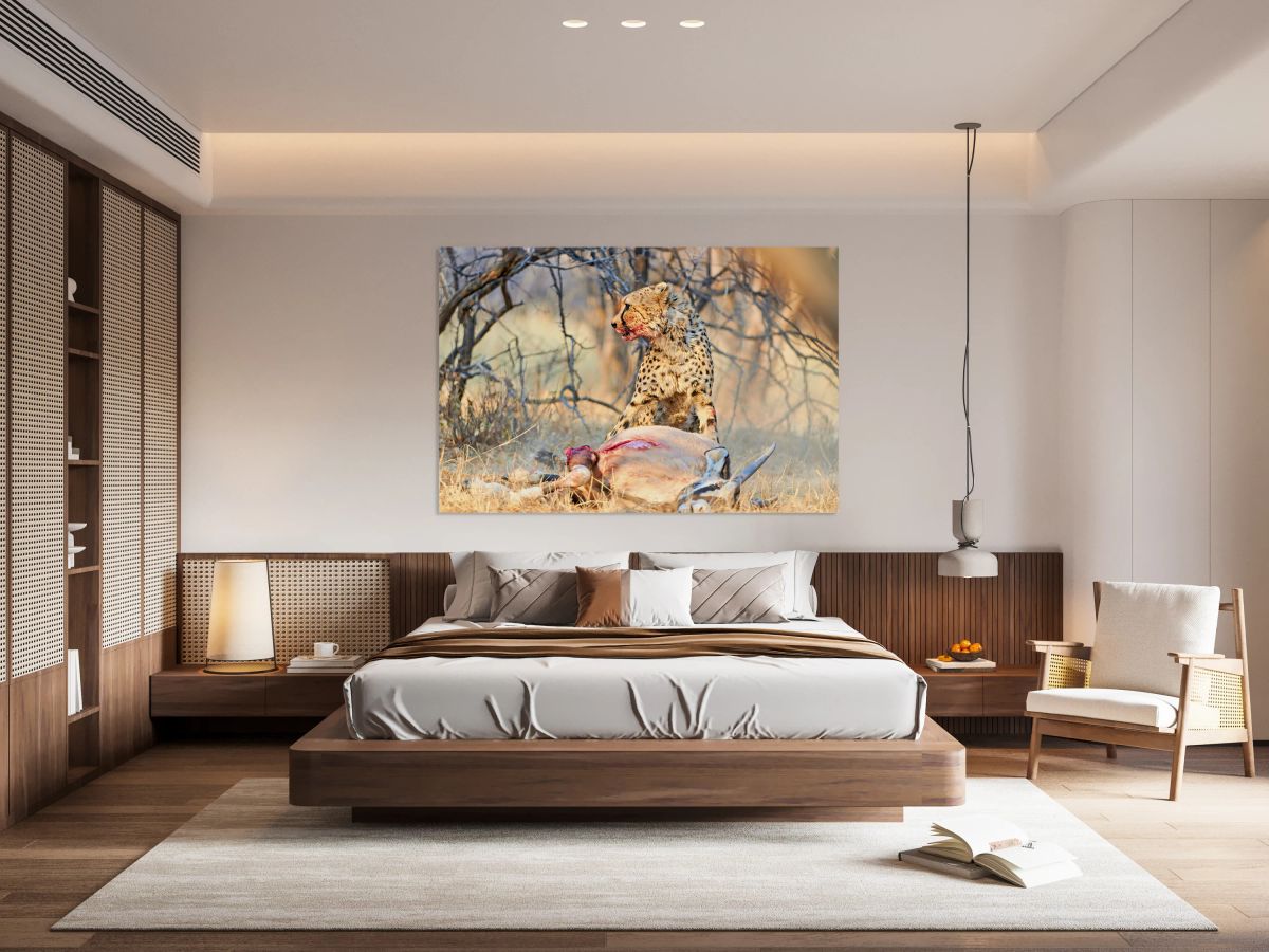 Cheetah feeds on prey in okonjima reserve in namibia