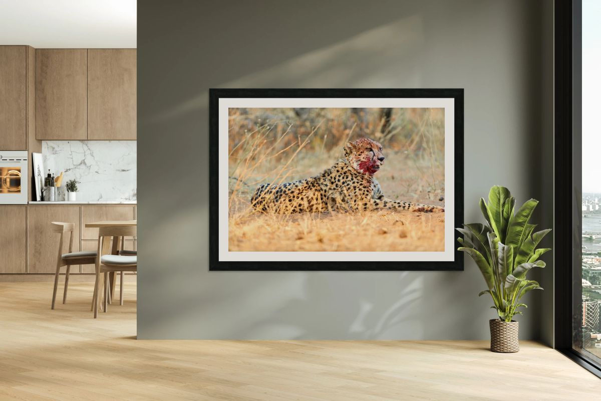 Cheetah rests after a kill in the Okonjima Reserve of Namibia