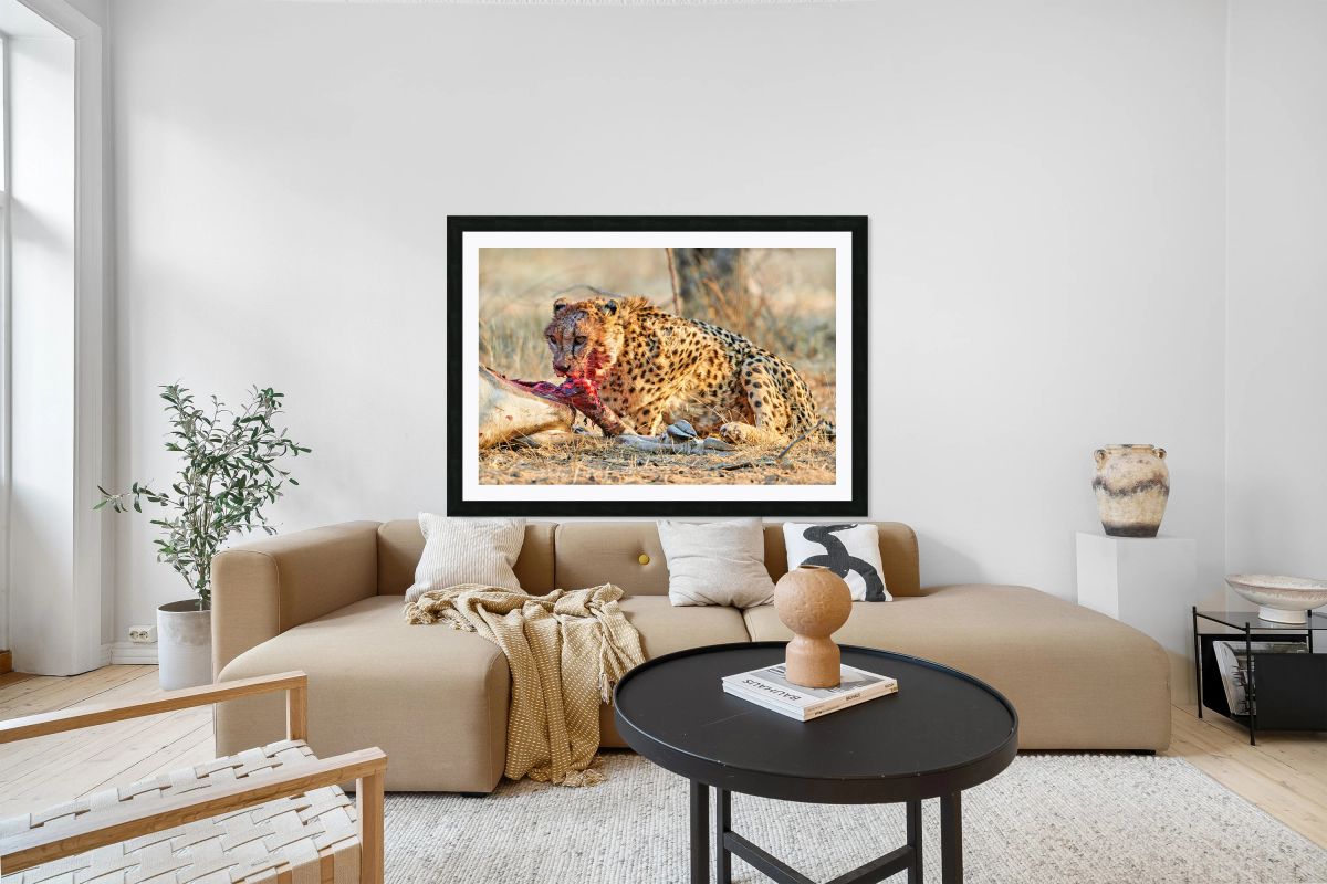 Cheetah feeding on prey in Okonjima Reserve Namibia