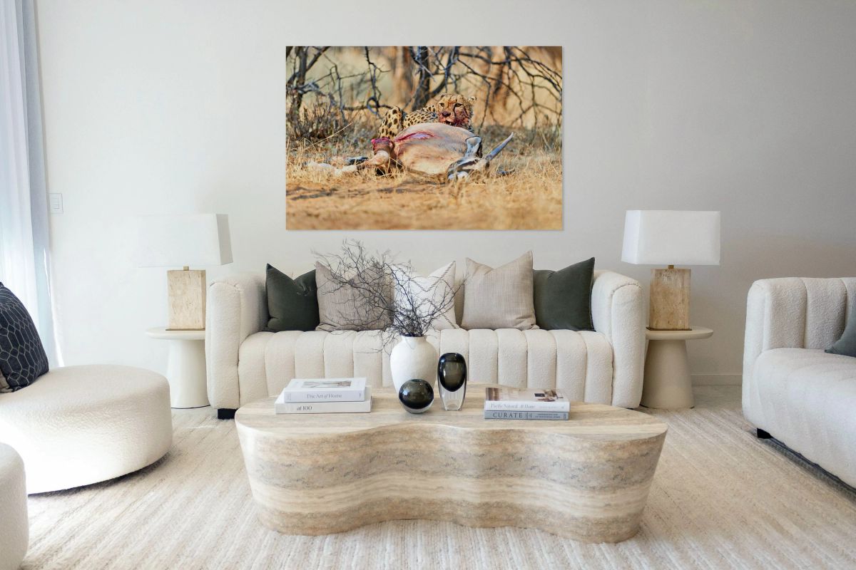 Cheetah feeds on kill in Okonjima Reserve Namibia