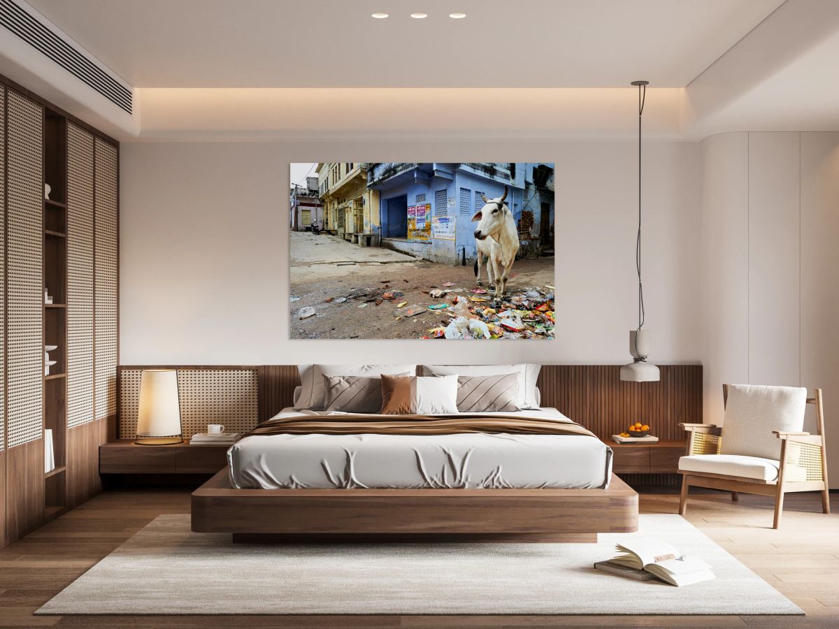 Holy cows move freely in the streets of Bundi Rajasthan India