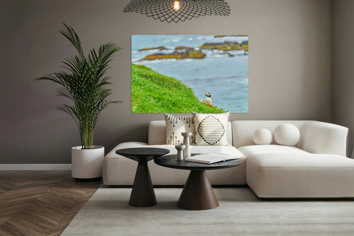 Puffin standing on green grass at Borgarfjordur Eystri Iceland