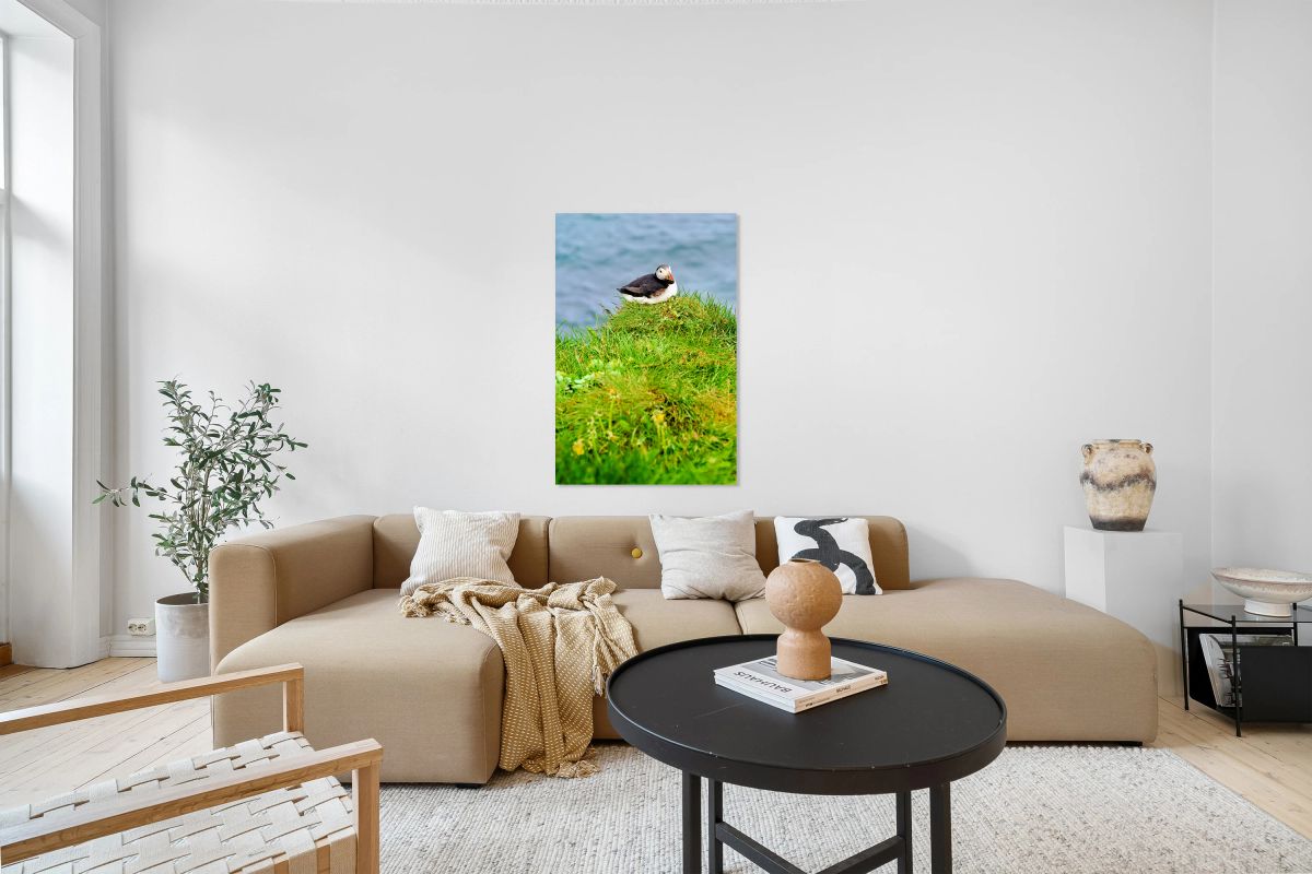 Puffin resting on grass at Borgarfjordur Eystri in Iceland