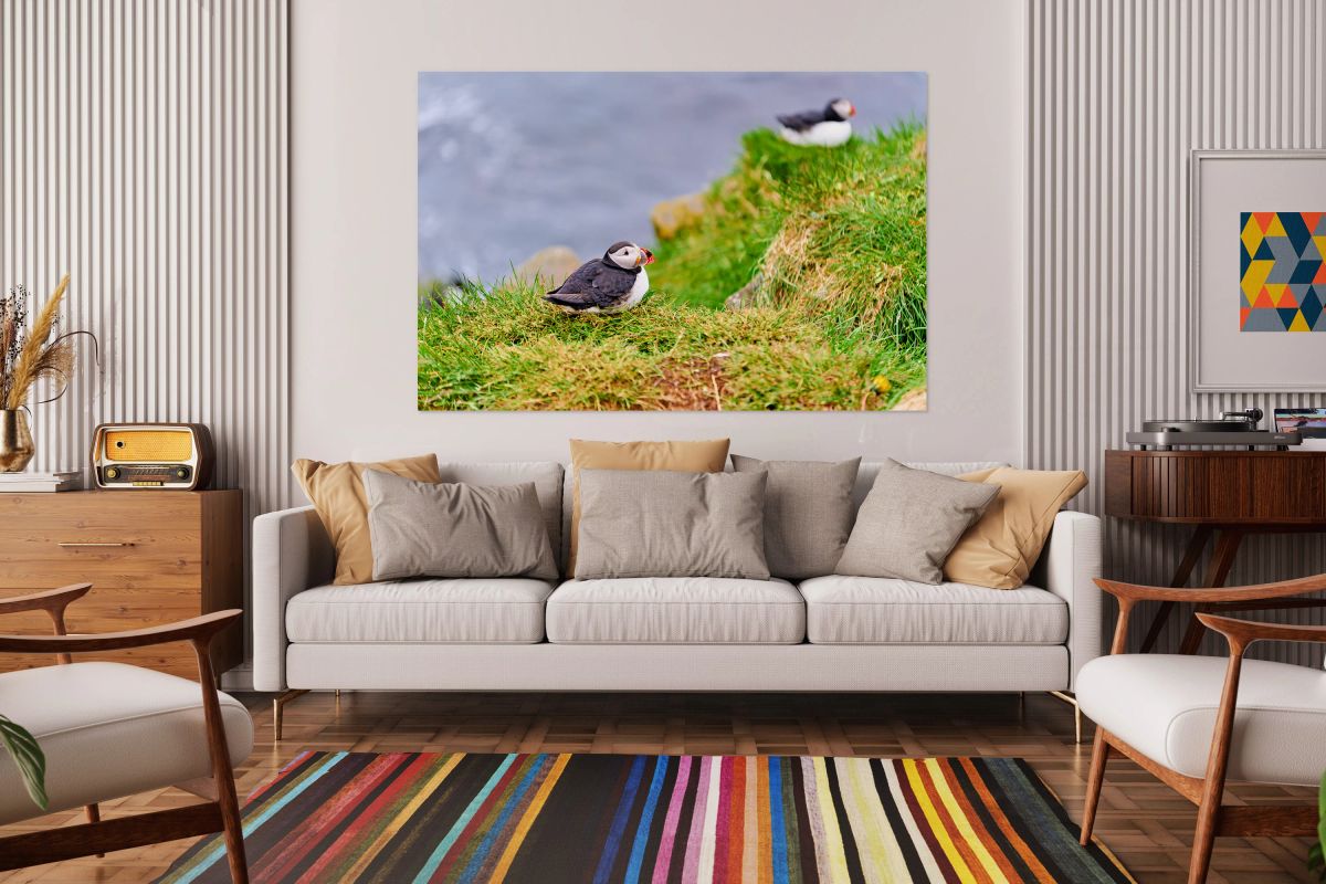 Puffin at Borgarfjordur Eystri in Iceland during summer