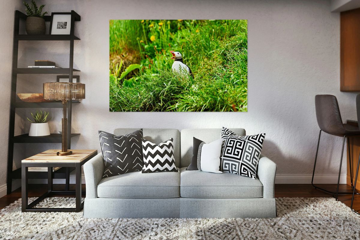 Puffin calling in Borgarfjordur Eystri Iceland