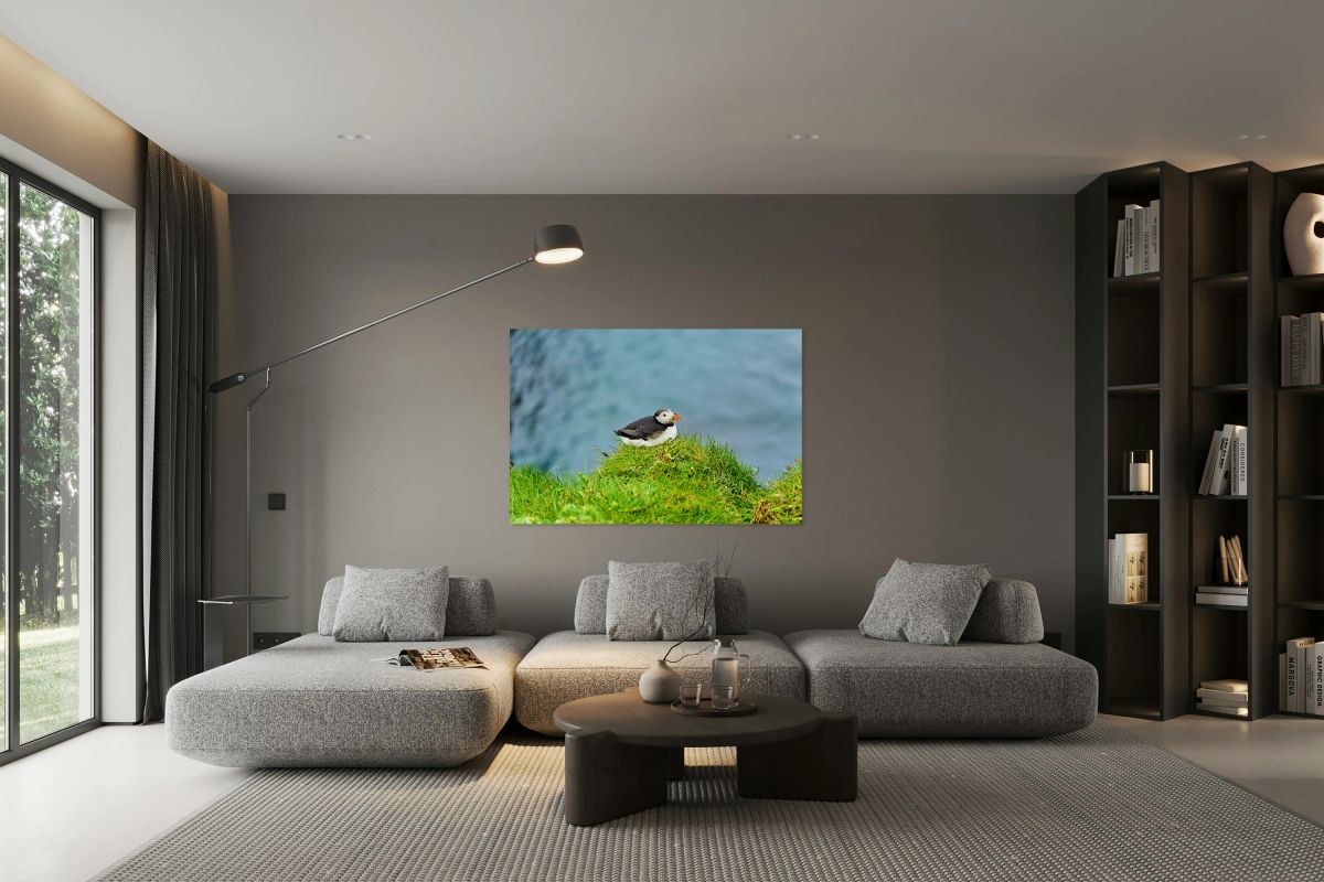 Puffin resting on grass by Borgarfjordur Eystri in Iceland