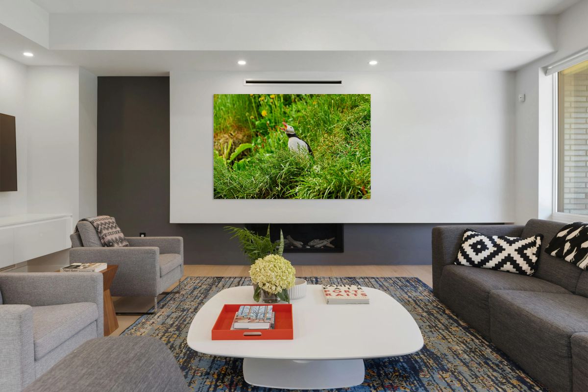 Puffin calling in Borgarfjordur Eystri Iceland during summer
