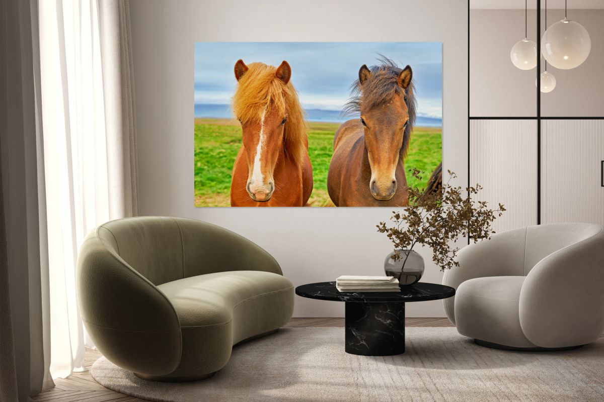 Wild horses in western fjords of Iceland under cloudy sky
