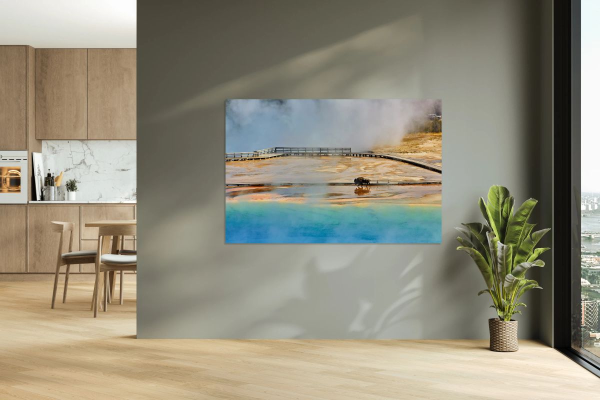 Bison walking near Grand Prismatic Spring in Yellowstone