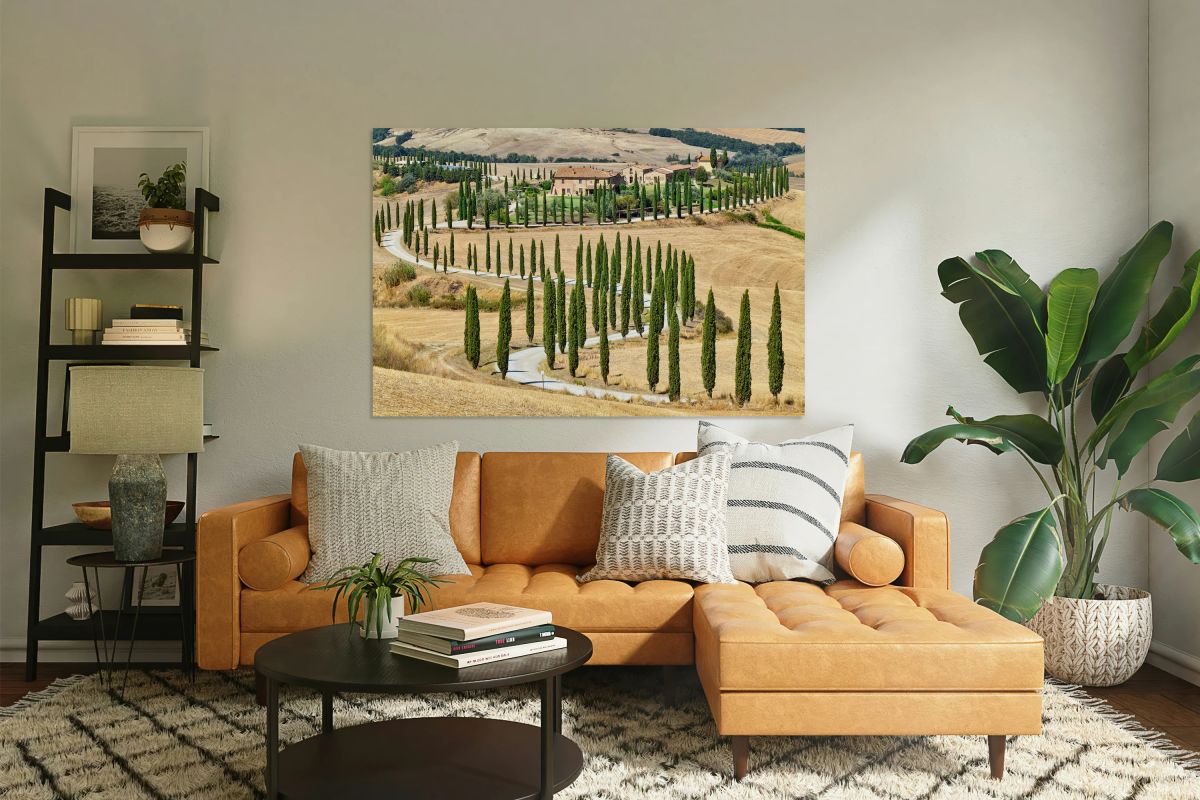 Cypress trees along winding road in Val dOrcia Tuscany Italy