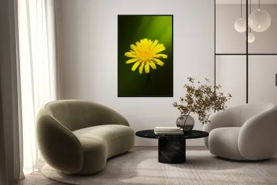 Dandelion Flower Reproduction
