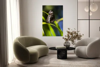 Tropical Butterfly Reproduction