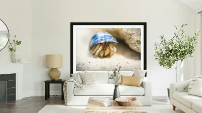 Hiding Hermit Crab Reproduction