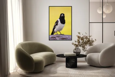 Mr. Magpie Reproduction