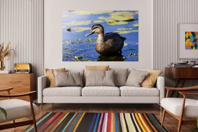 Pond Duck Reproduction