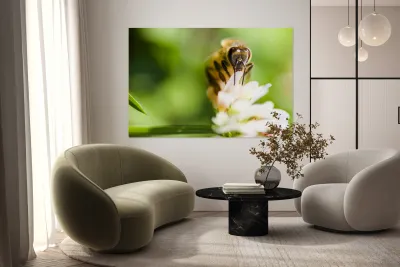 Honey Bee On Clover Flower Reproduction