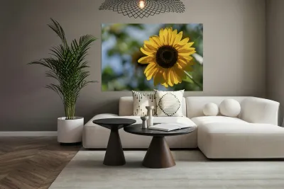 Sunlit Serenade Reproduction