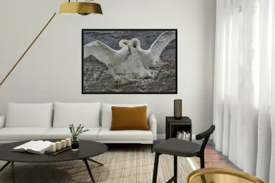 Battling Swans Reproduction