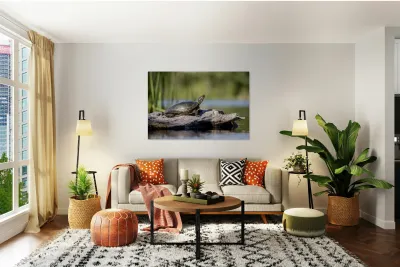 Painted Turtle Reproduction