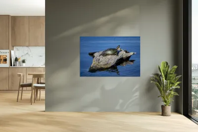 Painted Turtle Reproduction