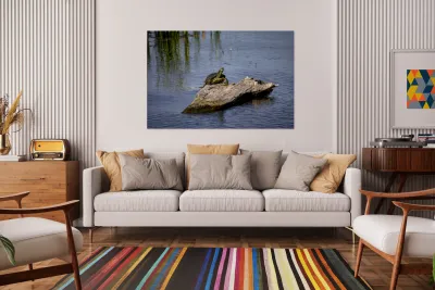 Painted Turtle Reproduction