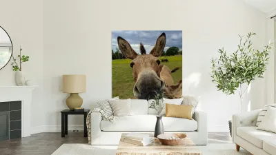 Funny Donkey Reproduction