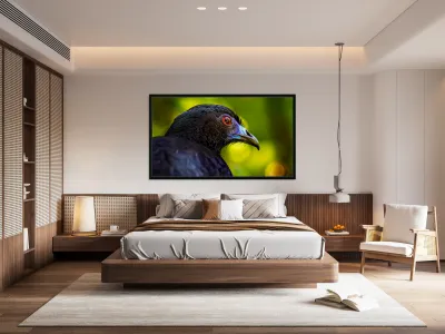 Midnight Gaze Reproduction