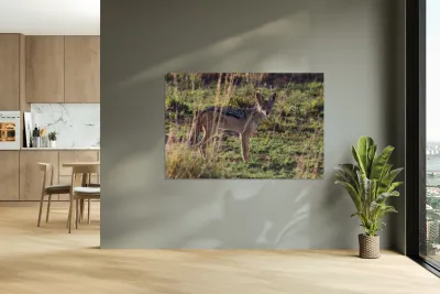 Black-Backed Jackal Reproduction