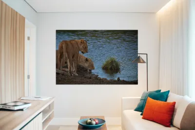 Waterfront Curiosity Reproduction