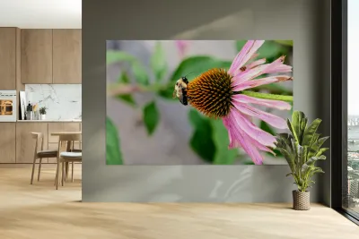 The Bee and the Purple Coneflower Reproduction