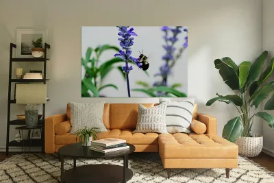 Just A Blue Salvia Buzzing Bee Reproduction