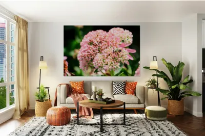  Sedum and the Messenger of Life Reproduction