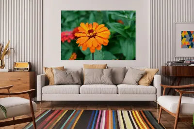 Orange You Royale King Zinnia Reproduction