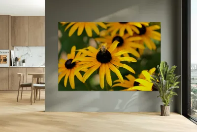 Bee One with Black-Eyed Susan Reproduction