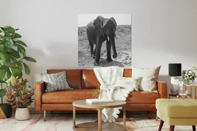 Elephant Respect Reproduction