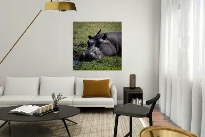 Hippos Rooster Reproduction