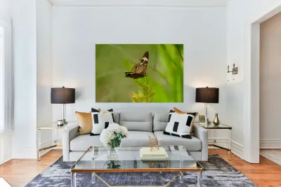 Buckeye Butterfly: Nature’s Tiny Oracle Reproduction