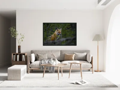 Fearless Red Fox In Cottage Country Manitoba Canada Reproduction