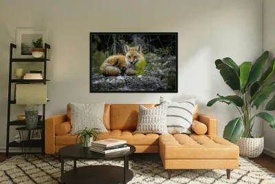 Sleepy Red Fox In Rural Manitoba Canada Reproduction