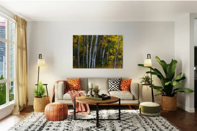 Roosevelt National Forest Wilderness Wonderland Reproduction